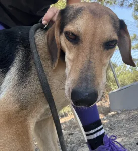 Adopt Antonio