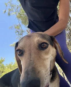 Adopt Antonio