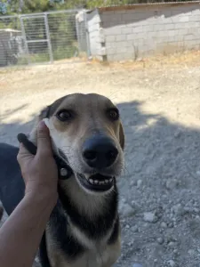 Adopt Antonio
