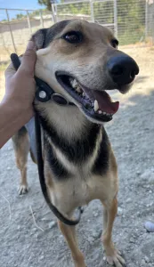 Adopt Antonio