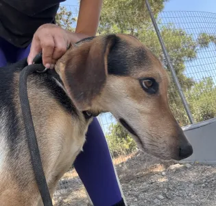 Adopt Antonio