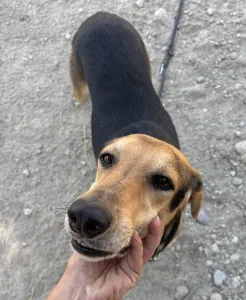 Adopt Antonio
