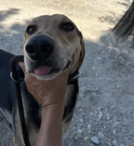 Adopt Antonio