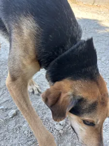 Adopt Antonio