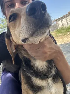 Adopt Antonio