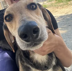 Adopt Antonio