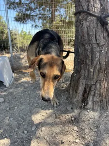 Adopt Antonio