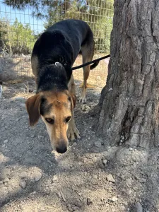 Adopt Antonio