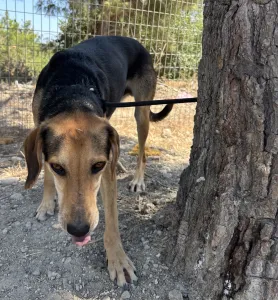 Adopt Antonio