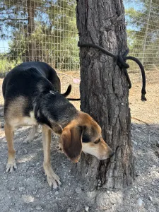 Adopt Antonio