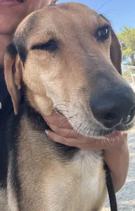 Adopt Antonio