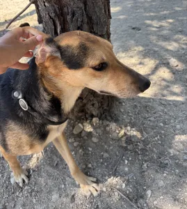Adopt Antonio
