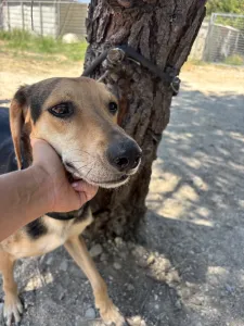 Adopt Antonio