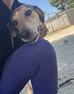 Adopt Antonio