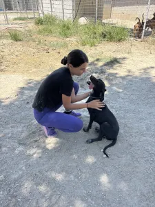 Hund Irida adoptieren