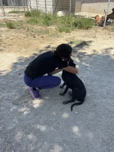 Hund Irida adoptieren