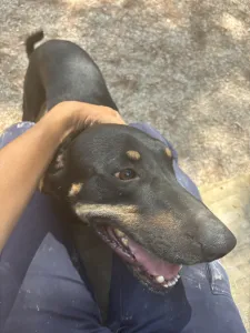 Adopt Pongo