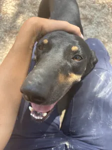 Adopt Pongo