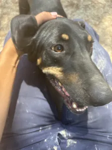 Adopt Pongo