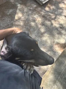 Adopt Pongo