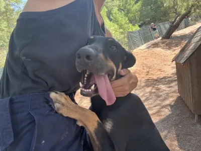 Adopt Pongo