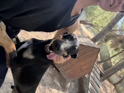 Adopt Pongo