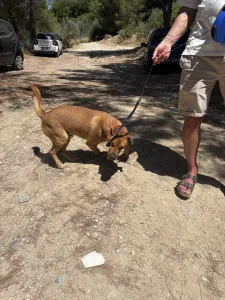 Adoptie hond Bublis