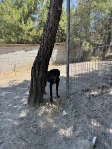 Adopt Popi