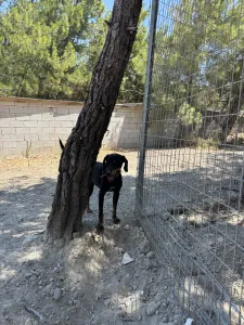 Adopt Popi