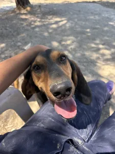 Adopt Casper