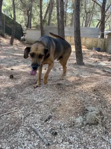 Hund Iraklis adoptieren