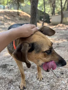 Hund Iraklis adoptieren