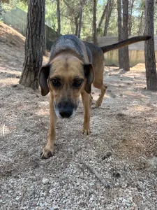 Hund Iraklis adoptieren