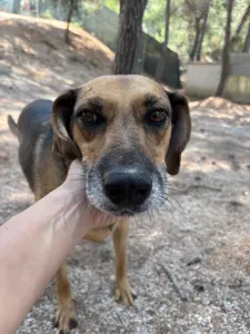 Hund Iraklis adoptieren