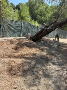 Hund Iraklis adoptieren