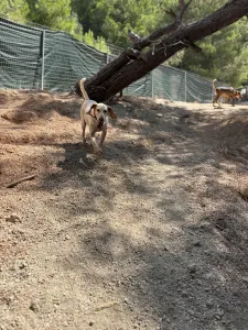 Adopt Ira