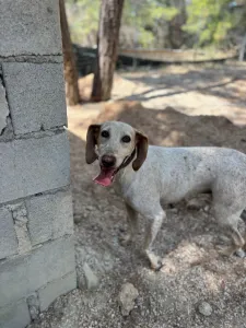 Adopt Ira