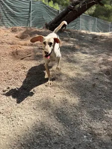 Adopt Ira