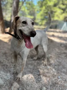 Adopt Ira