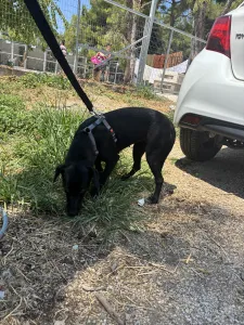 Υιοθεσία σκύλου Eco