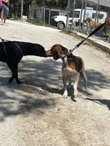Adopt Noti