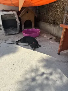 Adopt Popi