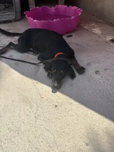 Adopt Popi