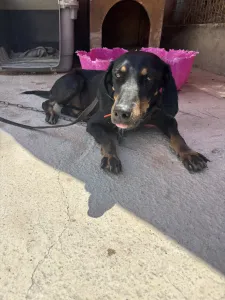 Adopt Popi