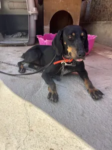 Adopt Popi