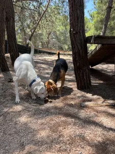 Hund Axi adoptieren