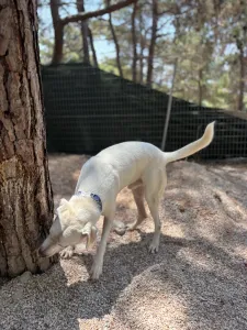Hund Axi adoptieren