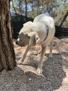 Hund Axi adoptieren