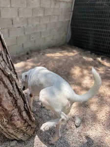Hund Axi adoptieren