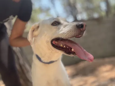 Hund Axi adoptieren